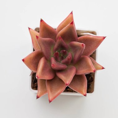 Echeveria, Shaikh 'ten kaçıyor.