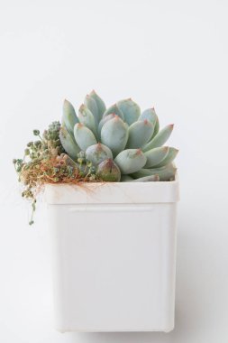 Yeşil Echeveria Viant çiçek evi beyaz arka planda beyaz plastik kapta.