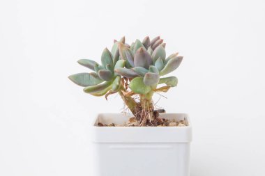 Beyaz arka plan görünümlü güzel çiçek Echeveria Waradii