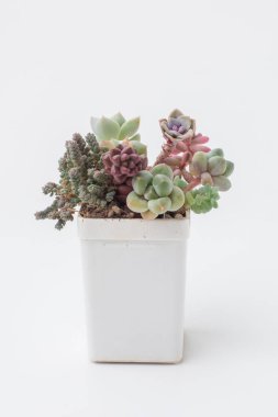 Pachyphytum ve beyaz arka planda beyaz plastik kapta sedum içeren küçük sulu bir bahçe.