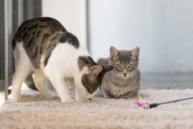 Tüylü değnekle kedi avcılığı oynamak çok hoştu.