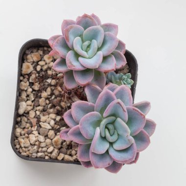 Echeveria Orpet Çiçek saksısı üst manzara