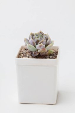 Beyaz plastik kapta sulu Echeveria Kar Tavşanı Çiçeği