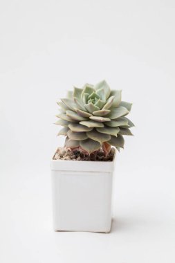 Beyaz arka planda beyaz plastik kapta Doğal Echeveria Ruzz bitkisi