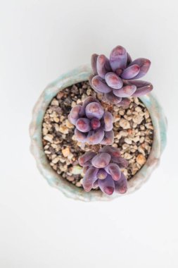 Pachyphytum Ganzhou bitkisi saksı görünümlü sulu çiçek
