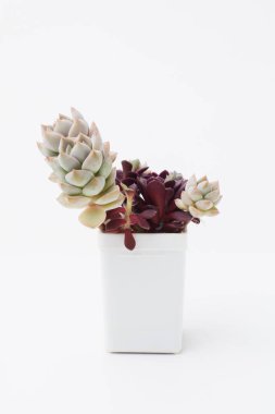 Graptoveria Inti Platense ve Anacampseros rufescens beyaz arka planda beyaz plastik kapta sulu ev bitkisi