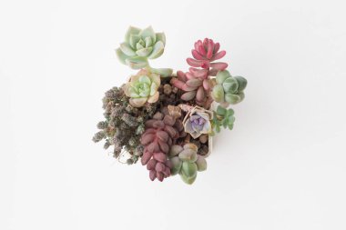 Renkli Echeveria, Graptosedum, Sedum ve Pachyphytum sulu bahçede. Beyaz arka planda beyaz plastik kapta sulu çiçek bitkisi.