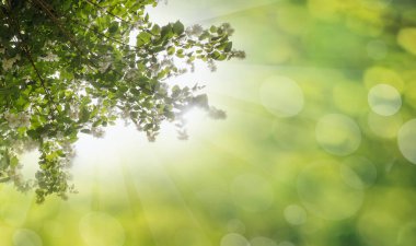 Beyaz bahar çiçekleri ve güneşli bokeh arka planlı yeşil yapraklar.