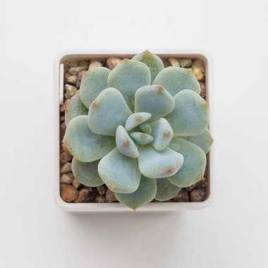 Yeşil Echeveria Viant Sulu çiçek evi beyaz plastik kapta beyaz arka plan görünümlü