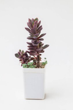 Sulu çoğalma. Beyaz arka planda beyaz plastik kapta Echeveria Rezry bitkisi