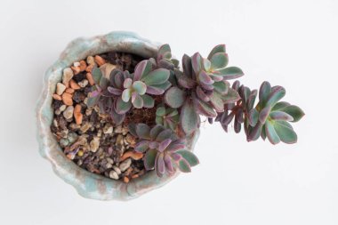 Beyaz arka planda seramik kapta Echeveria Rezry Succulent bitkisi, üst manzara