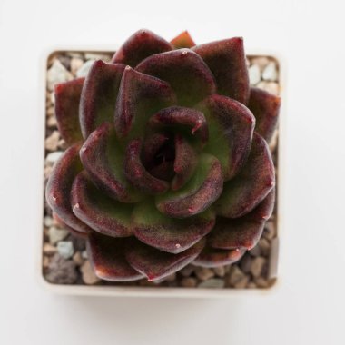 Nadir bulunan Echeveria Sulu Kara Gül bitkisi.