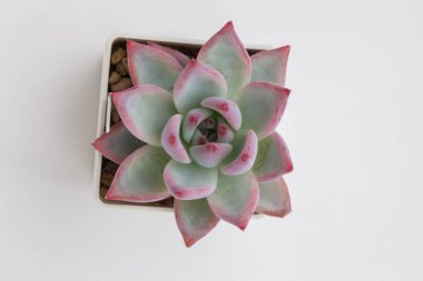 Pembe ve yeşil renk. Echeveria Colata. Buz rengi.