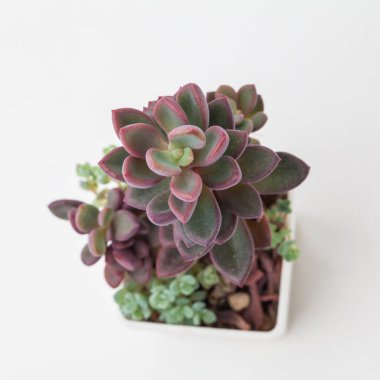 Beyaz arka planda beyaz plastik kapta Echeveria Rezry çiçeğine yakın plan, üst manzara