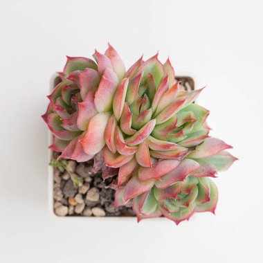 Pembe Kristal Echeveria Sulu çiçek üst görünümü
