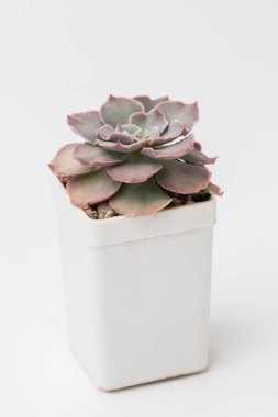 Echeveria, beyaz plastik tencerede uyuyan sulu bir çiçek.