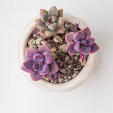 Graptoveria Aşk Tanrısı Enfes çiçek üst görünümü