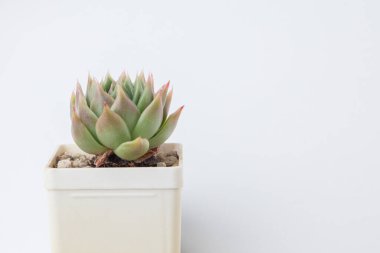 Beyaz arkaplanda yeşil Agavoides Echeveria Succulent