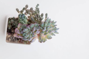 Beyaz arkaplanda doğal mavi Echeveria çiçeği üst görünümü