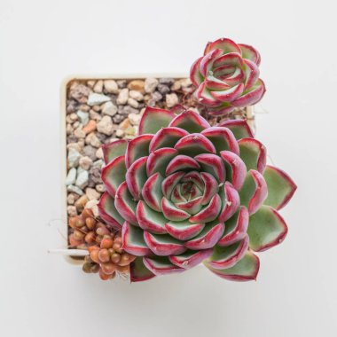 Echeveria çiçeğinin yakın plan üst görünümü