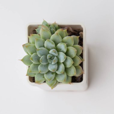 Enfes Echeveria mexensis Zaragosa ev bitkisi üst görünümü