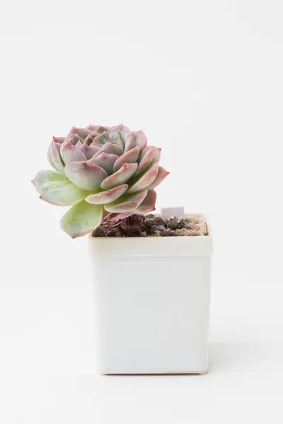 stock image Echeveria Amazing Grace houseplant in white plastic pot on white background