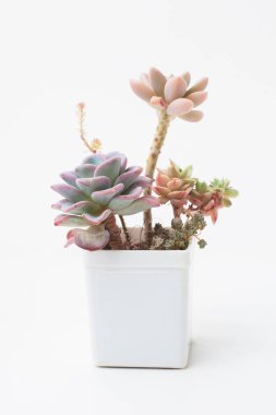 Pastel renkli sulu bahçe beyaz arkaplanda Echeveria Orpet