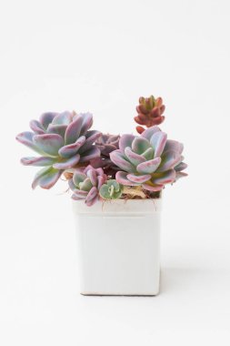 Doğal bitki Echeveria Orpet sulu roset