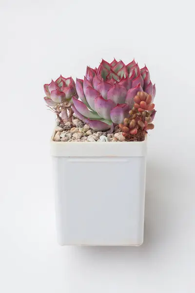 stock image Succulent Echeveria sp in white plastic pot on white background