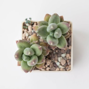 Tombul Pachyphytum Sulu ev bitkisi üst görünümü