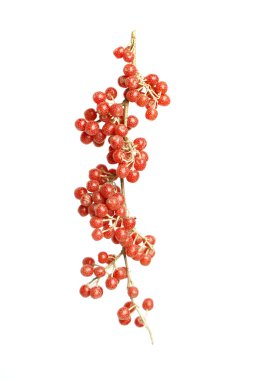 North America Buffaloberry isolated on white background clipart