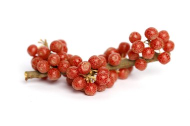 Tree branch of North America Buffaloberry with red berries on white background clipart