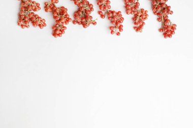 Red berries border on white background. Buffaloberry or Shepherdia clipart