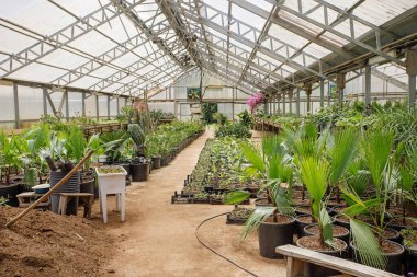 Bahçe toprağı, ot, bitki ve çiçekli tropik bir sera. Bahçe arkaplanı