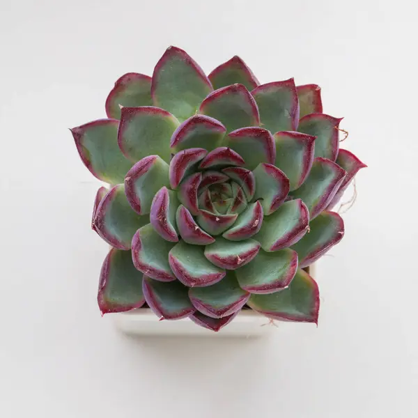 stock image Echeveria Puli-lindsayana houseplant on white background, top view