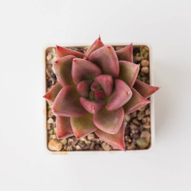 Kırmızı Echeveria Agavoides Succulent rosette, üst manzara