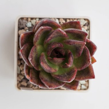 Beyaz arka planda Echeveria Kara Gül sulu bitkisi, üst görünüm