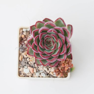 Enfes Echeveria puli-lindsayana saksısı, üst manzara