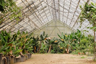 Yeşil palmiye ağacı ve kopyalama alanı olan sera