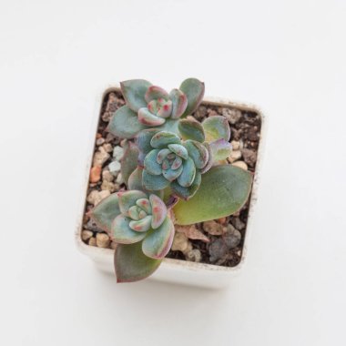 Beyaz arkaplanda yeşil sulu bitkiler