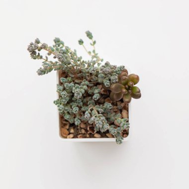 Beyaz arka planda çöl sulu bitkileri