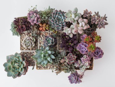 Parlak renkli sedum, crassula, echeveria ve pachyphytum bitkisinin üst görüntüsü. Renkli canlı doğal sulu çiçekler.