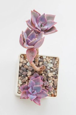 Beyaz arka planda pembe sulu ev bitkisi