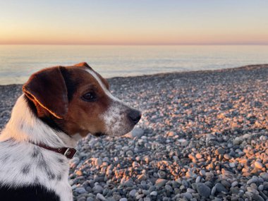 Deniz kıyısında şirin bir köpek safkan, açık hava portresi