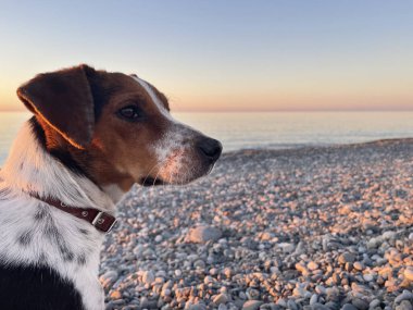 Köpek, Deniz Sahili 'nde Yaz Macerasının tadını çıkarıyor.