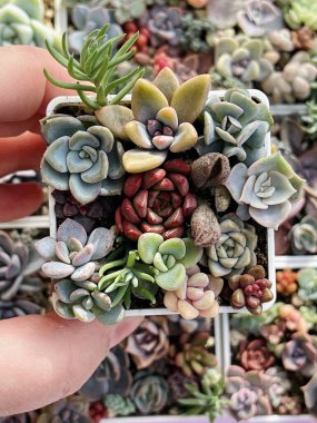 Küçük sulu bahçe. Sulu Sedum, Adromischus, Pachiveria, Echeveria Çiçek Çiçeği Rosette Çiçekçilik arka planı, üst manzara