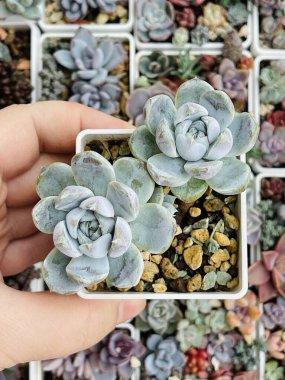 Kar Tavşanı Lezzetli Echeveria Çiçek Gül Çiçeği Çiçek çiçekli arka plan, üst görünüm