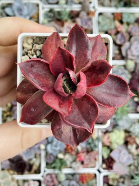 Kırmızı Succulent Echeveria Çiçek Rosette Çiçek çiçek arkaplan, üst görünüm