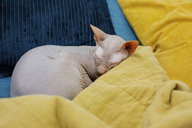 Şirin Sphynx kedisi sarı battaniyeli mavi kanepede uyuyor. Güzel tüysüz kedi evcil hayvanı.