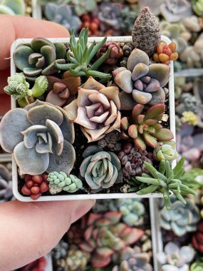 Nadir bulunan Sedum, Adromischus, Crassula, Echeveria Bitkisi Çiçek Gülü üst görünümü, sulu üreme